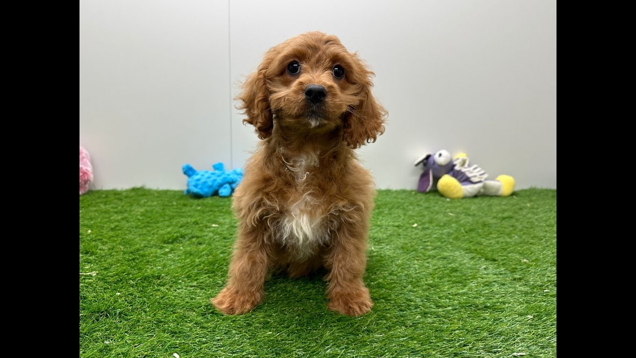 Toy Cavapoo Baton Rouge Cavoodle Rouge Op Zoek Naar Een Cavapoo Pup? Hondenfokker