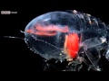 Deep Sea Creatures - Nature's Microworlds - Episode 11 Preview - BBC Four