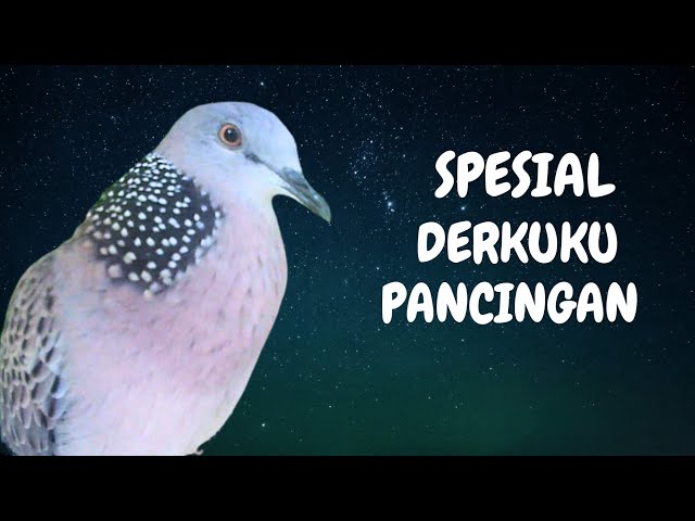 Derkuku Gacor Suara Sejuk, Bikin Nyaut Bunyi class=