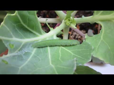 青虫くんの育て方 How To Raise A Caterpillar Youtube