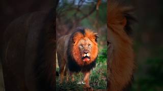 the lion the king of the jungle part 2 🦁👑 #lion #king #jungle