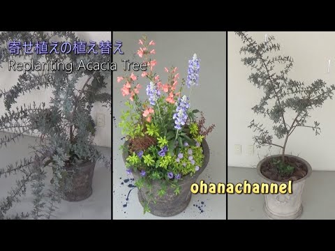 寄せ植えの植え替え Replanting Acacia Tree 2019 05 14作 Youtube