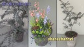 ミモザアカシアの育て方 カインズ花図鑑 Youtube