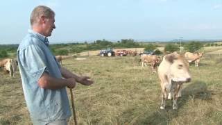 Elevage de vaches de race Aubrac Pierre  Lapeyre