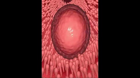 Thumbnail of FERTILIZATION & Menstrual Cycle (3D Animation)