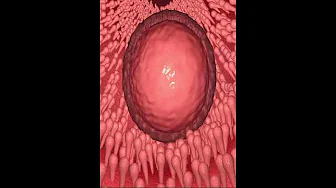 FERTILIZATION & Menstrual Cycle (3D Animation) FERTILIZATION & Menstrual Cycle (3D Animation)