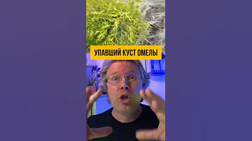 Зачем они снимают эти странные шары с деревьев?
