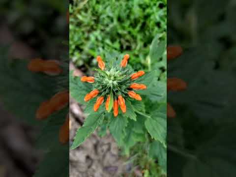 Video: Leonotis Bitkilərinin Yetişdirilməsi - Leonotis Aslanın Qulaq Bitkisi üçün İstifadələr