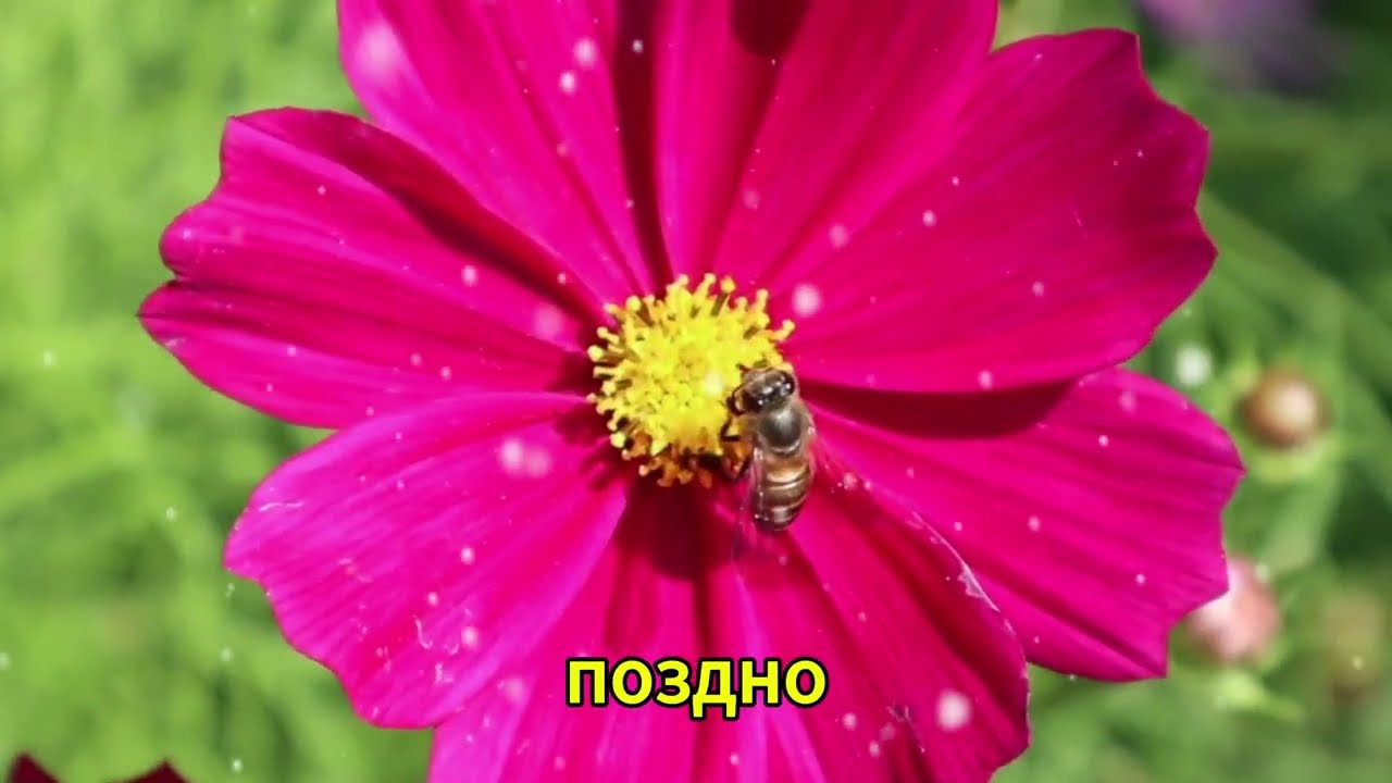 Моя свекровь была в полном недоумении… когда мой зять сделал ЭТО на глазах у всех! 😳