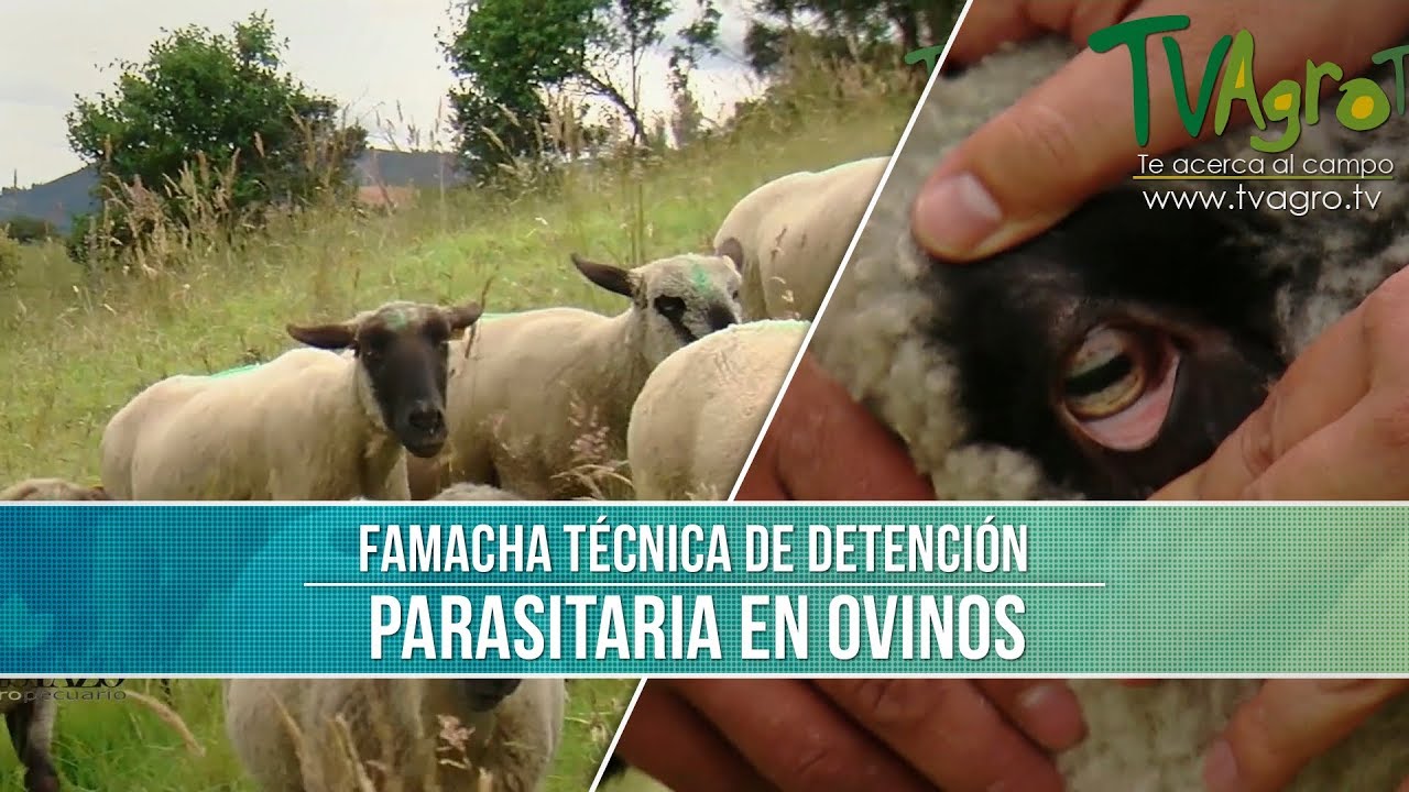que parásitos mata triheart que parásitos mata triheart