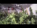 Reportage complet cannabis lincroyable business du cannabis au canada 