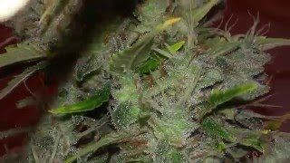 Barneys farm LSD