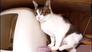 Cats and Electric Dustpan 猫のお掃除にぴったりな「電気ちりとり」を使ってみた【マンチカンズ】