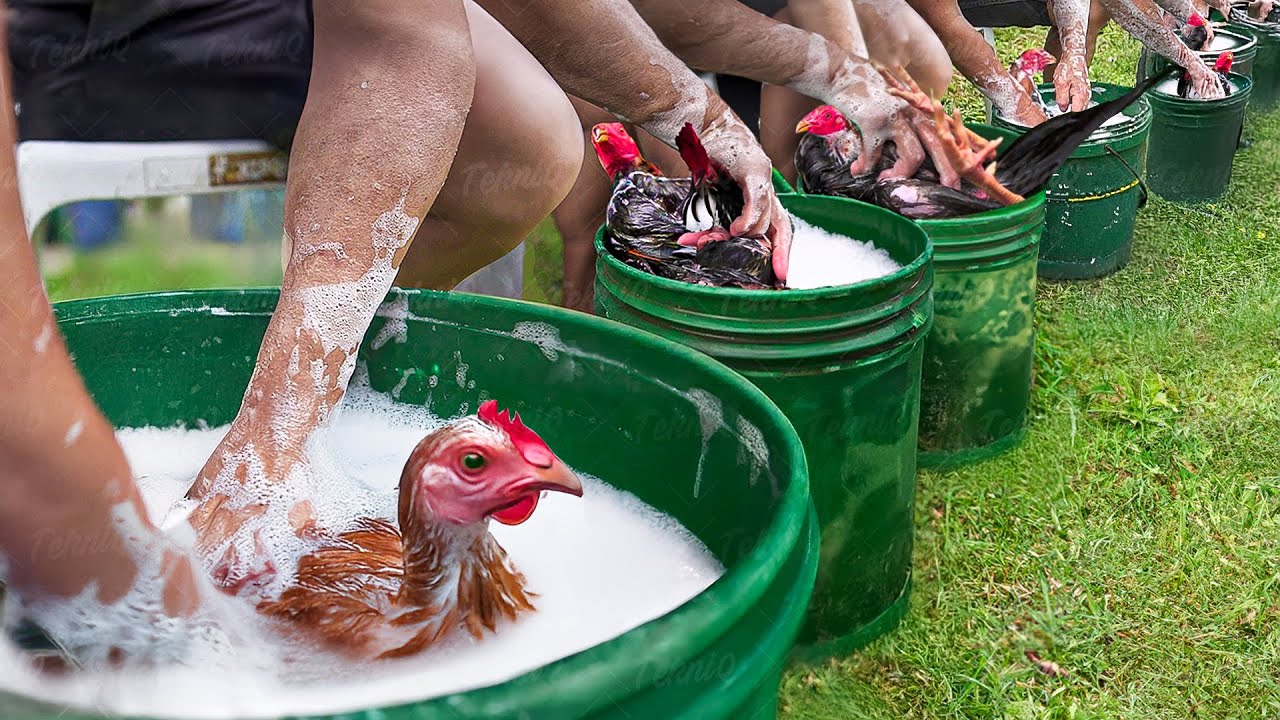 The Bizarre Process of Raising Elite Roosters on a Mega Farm