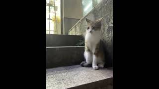 Avoid this little kitten #Cat #Cute Pet Debut Plan #Lovely #Cat #Cats' confusing behavior