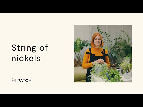 Video: String Of Nickels Care – Leer over het kweken van String of Nickels kamerplanten