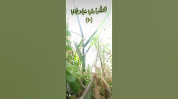 سورة نوح (١٧-٢٠) فاتح سفرجيك
