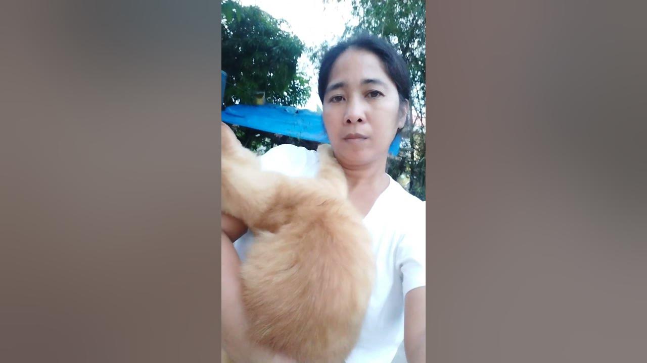 kokoy my amputate cat. YouTube