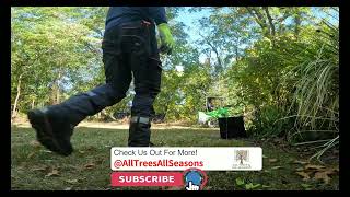 Pin Oak DeadWood Pruning