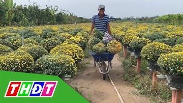 Đồng Tháp: Hoa cúc mâm xôi bắt đầu xuất giàn | THDT