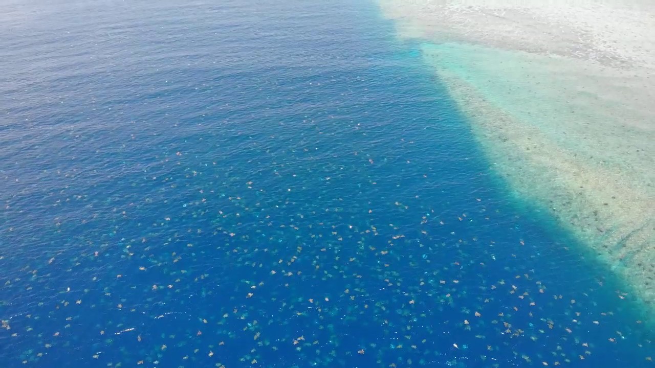 Raine Island turtle aggregation. Video Great Barrier Reef Foundation