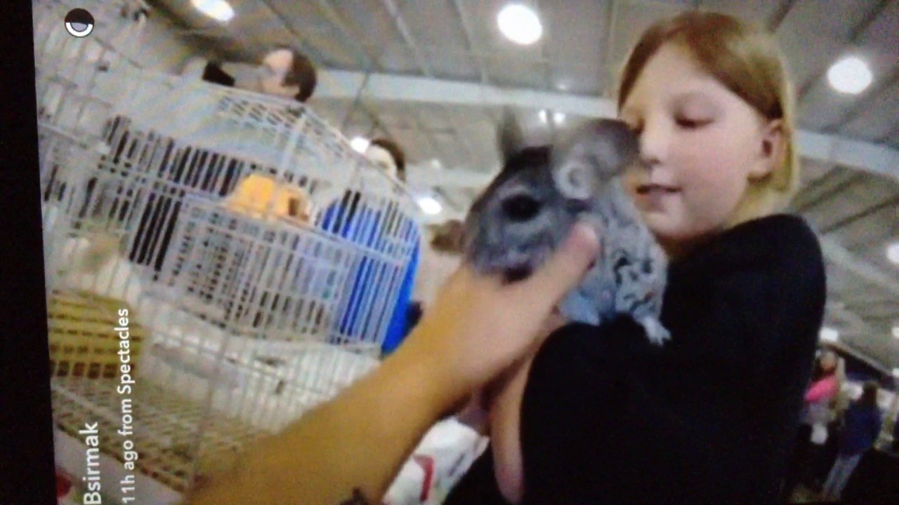 Exotic Pet Expo 2017 Reptiles Exotic Birds Geckos Snakes Turtles exotic-pet-expo-2017-reptiles-exotic-birds-geckos-snakes-turtles