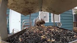 Grey squirrel with a peanut 