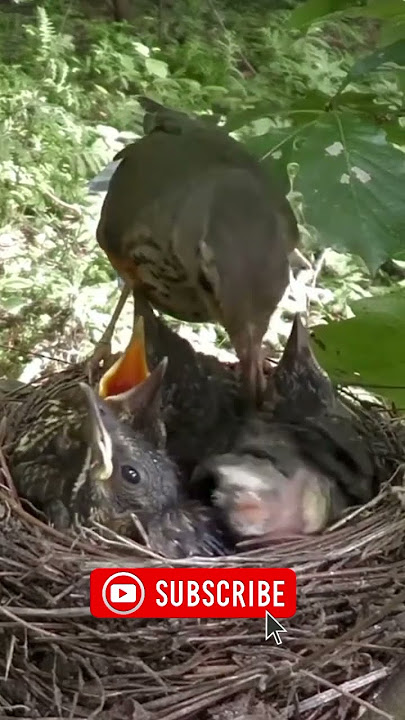 Burung Anis sedang memberi makan anaknya. #birds #burung #anakburung #anis #anismacan #viralshorts