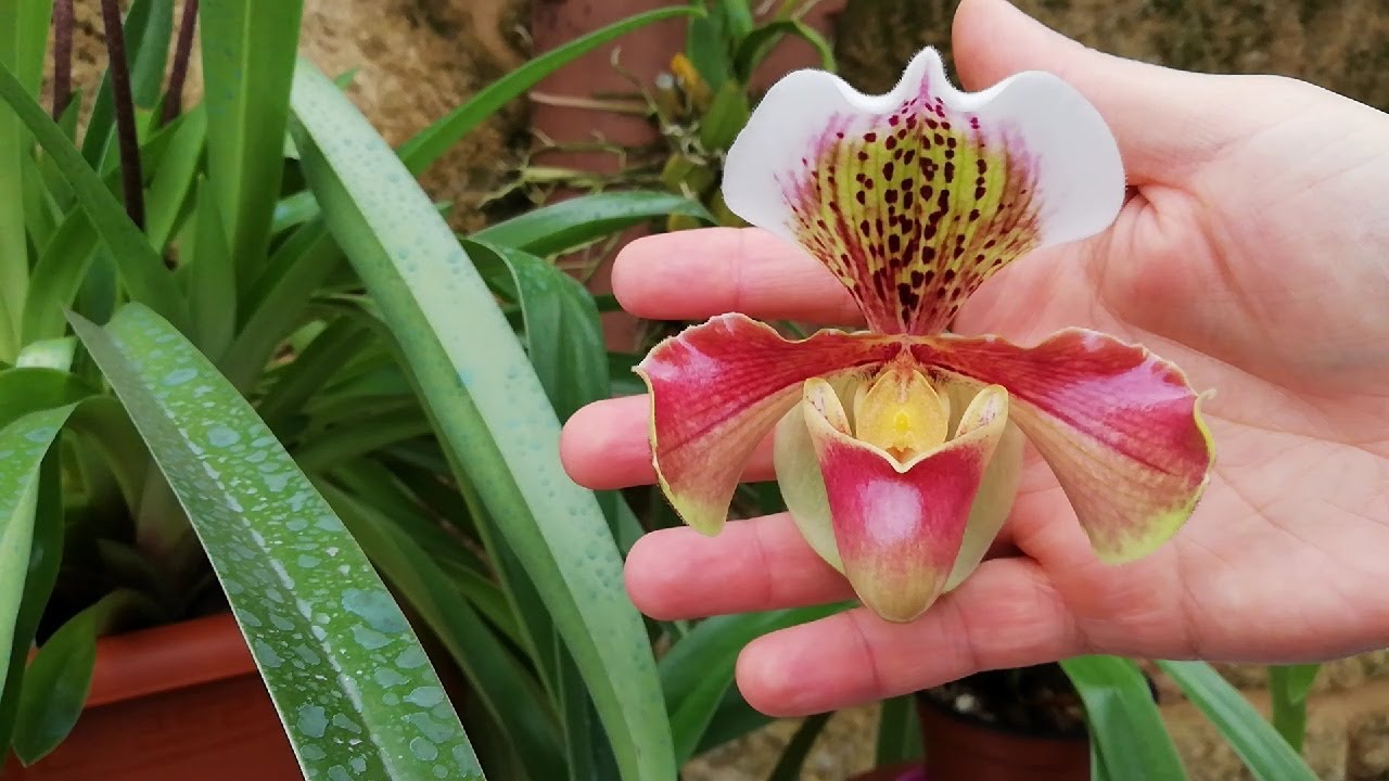 Orquídea Paphiopedilum 