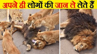 अपने ही साथी को मार डालते हैं ये | 10 Animals that murder their own kind | Deadly animals