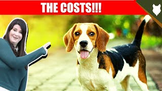 COST OF OWNING BEAGLE by Fenrir Beagle Show 1,199 views 2 years ago 7 minutes, 11 seconds