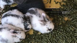 005 | 4K Baby BUNNIES 🐰♌️ LEO Bunny COLONY ♌️🐰✨ADORABLE Rabbits✨ by Cosmic BUNNIES 104 views 1 year ago 55 minutes