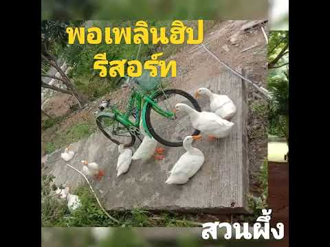 พอเพลินฮิปรีสอร์ท@สวนผึ้ง