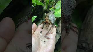 Feeding my CROCODILE Lizard LONG WORMS! Shinisaurus crocodilurus)