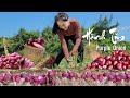 Harvest purple onion and goes to the market sell  work in garden  emma daily life