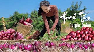 Harvest Purple Onion and goes to the market sell - work in garden | Emma Daily Life