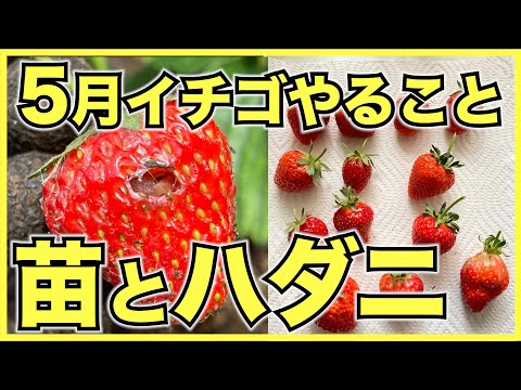 【家庭菜園のイチゴ】5月にやるべきこと！収穫し忘れずにランナーを捨てるか残すか決めよう【ナメクジとハダニ対策】