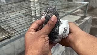 This all pankhi pigeons for sale