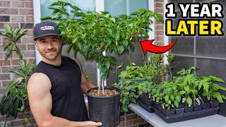 What Happens When You Overwinter a Pepper Plant?