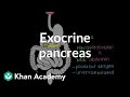 Exocrine pancreas | Gastrointestinal system physiology | NCLEX-RN | Khan Academy