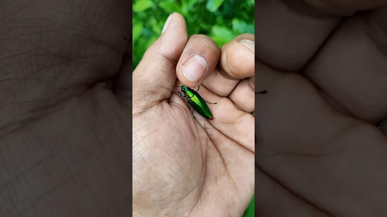 It is the Smaller shiny jewel beetle 