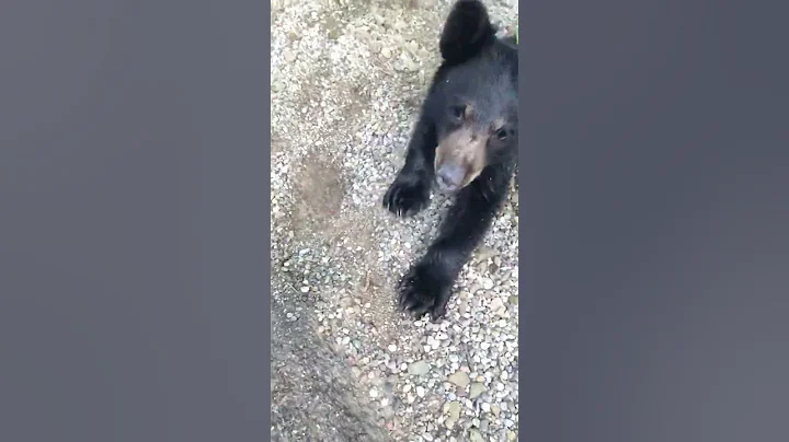 Woman helps bear cub with head stuck in plastic container - DayDayNews