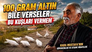 Kara Mustafa'nın En Değerli Güvercinleri - Mustafa Arslantaş Kümes Ziyareti