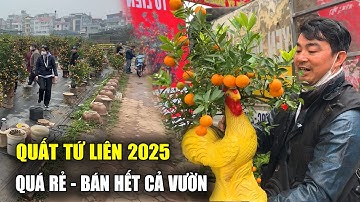 Tết Hà Nội 2025 | Quất tết giá rẻ tại Vườn Tứ Liên khách chốt ầm ầm hết cả vườn | Viet Nam Food