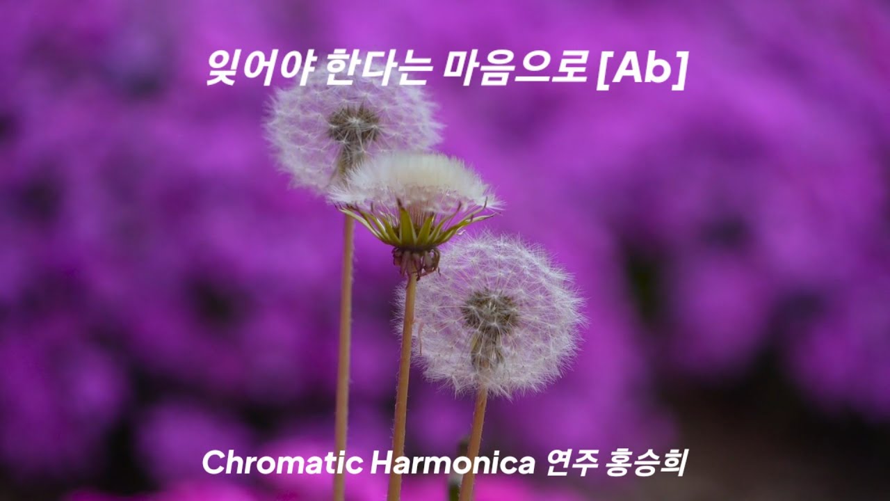 [잊어야 한다는 마음으로(Ab)] Chromatic Harmonica 연주 홍승희 김광석 크로매틱하모니카미스터트롯 임영웅