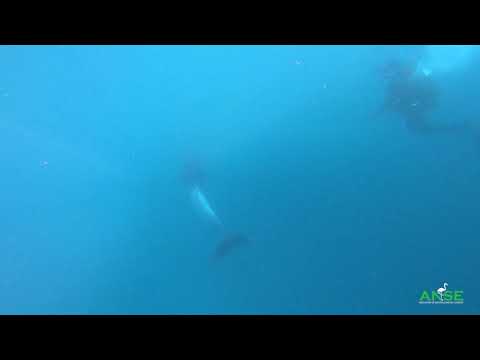 video-6802335