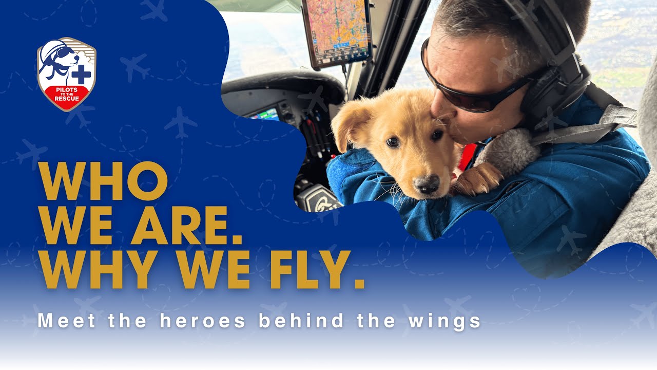 10 Years of Saving Animals | Pilots to the Rescue Anniversary Tribute