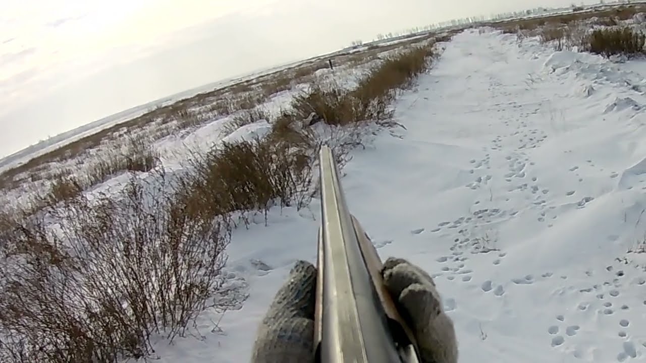 Охота на зайца русака. Заяц терминатор, добыли троих. Сезон 2022-2023 №155.