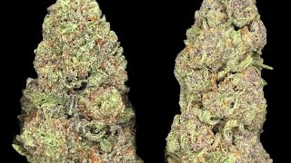 Final Days of Cheap THCA Pounds | Touchdown Before It’s Gone