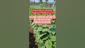 Kỹ thuật chăm sóc cây dưa leo #xaykenhtiktok #xuhuongtiktok #kythuatcaytrong #nongnghiep
